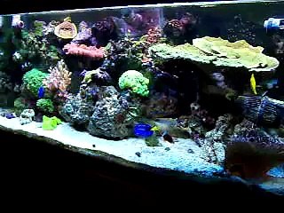 75g saltwater reef