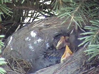 Bird Eats Giant Worm