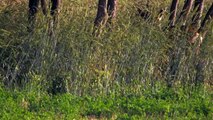 A young buck in tall grass, shot in slow motion