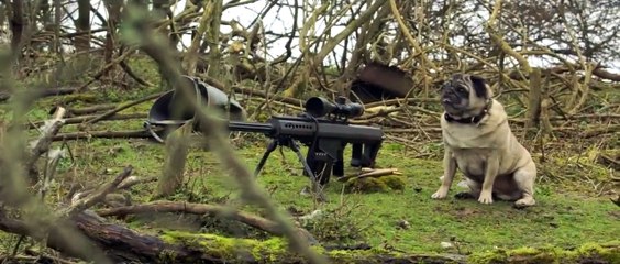 Sniper Pug (Rus by Alex Nikon)