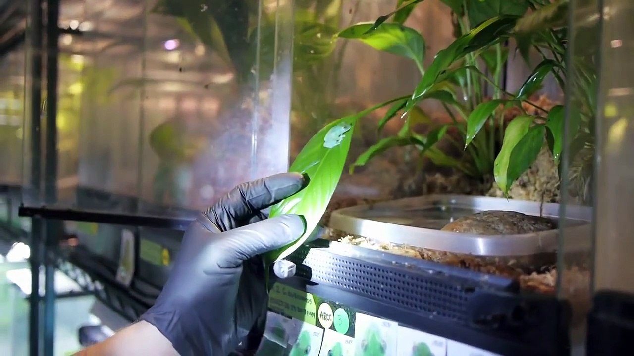 Glass Frog | Songs for Unusual Creatures | PBS Digital Studios