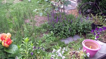 Kaftar Afghan افغانی کفتري