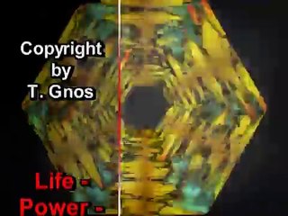 Der weisse Albino Igel