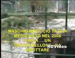 RDVideo - TOLOMEO - cane da adottare - Canile 
