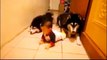 [FULL] Two Dogs Imitating A Baby Crawling | Alaskan Malamutes Imitate Baby Crawling (HD)
