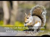 How to Get Rid of Squirrels