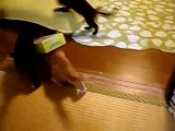 チビ猫【キャスバル大ピンチ!!】