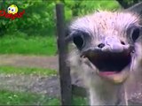 Funny Animals - Funny Animals Caught on Tape-copypasteads.com