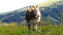 Alte Nutztierrassen Folge 44: Appenzeller Ziegen, Bedrohte Schweizer Geißen, Tier Dokumentation HD