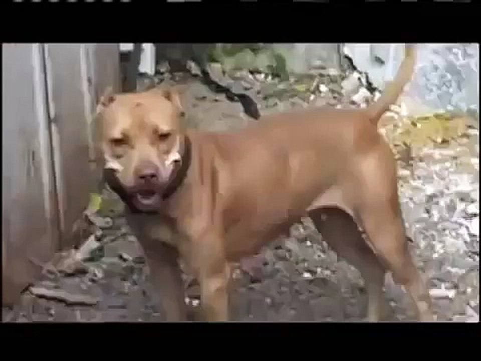 Documental American Pit Bull Terrier "Sporting Dogs" (game dogs -perros de  pelea) pitbull apbt. - video Dailymotion
