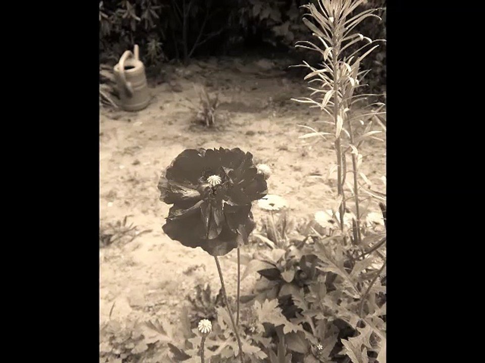 Summertime (Cover)