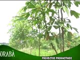 Proyectos Productivos Urabá