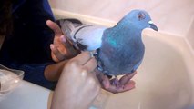 Injured Pigeon Rescue: Filmed With Lumia 1020