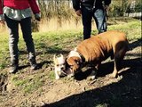 Bulldog Wandeling Amsterdamse Bos 22 maart 2015