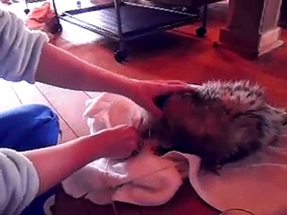 tube feeding opossum