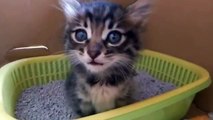Cute Kittens Compilation in japan