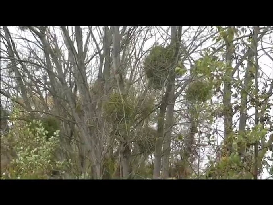 Oiseaux noirs