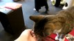 猫のおやつ体験記　猫カフェ「きゃりこ」 Cat snack Experiences Cat Cafe~CALICO~