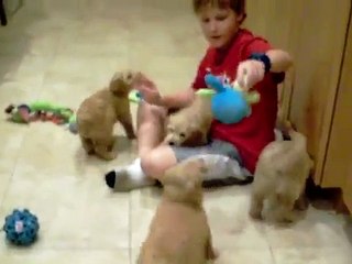 Springview Mini Goldendoodles:  Lexi and Winston pups at 6 weeks