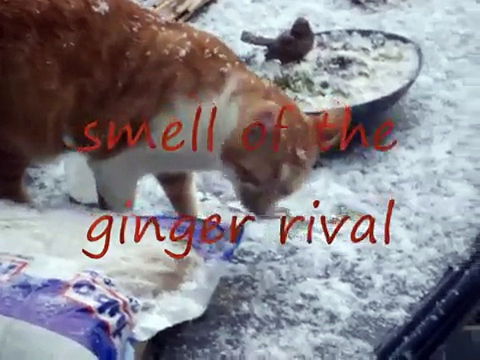 Cat's first snow