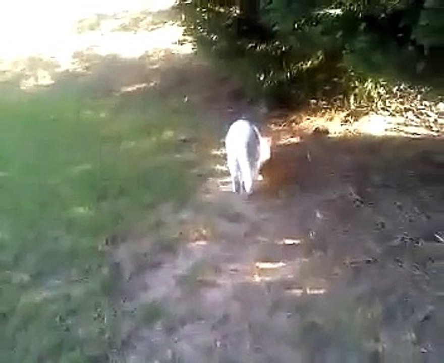 CUTE KITTY CAT CHLOE' PLAYTIME WITH SEBASTIAN- KISSING KITTIES- AWWWW!!!!