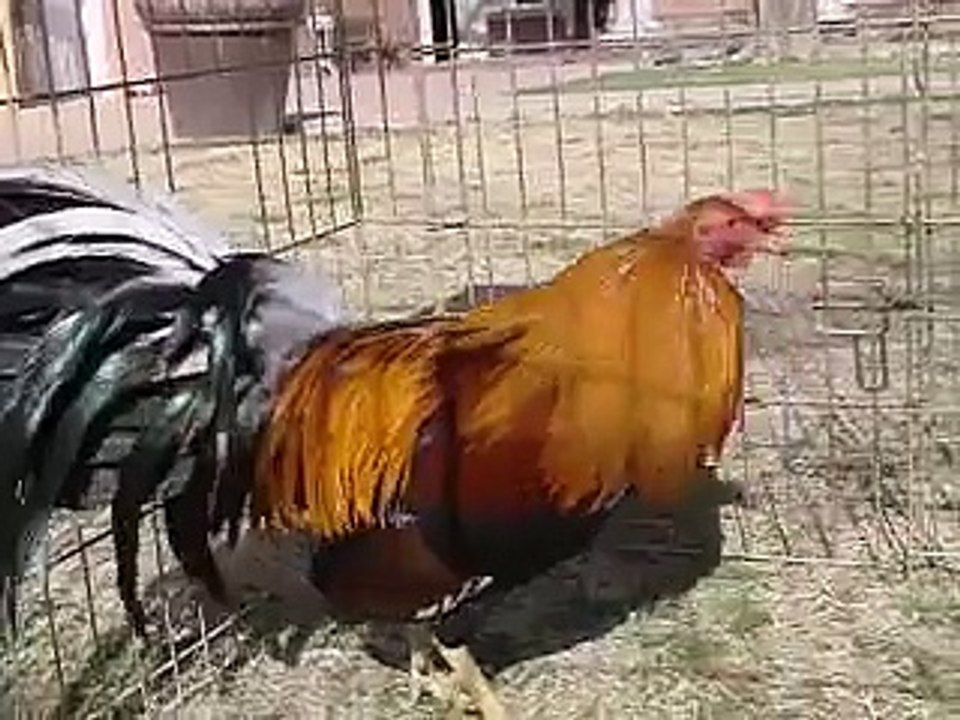 GALLOS FINOS EN LAS VEGAS NEVADA(SWEATERS) GRANJA NEVADA DESERT