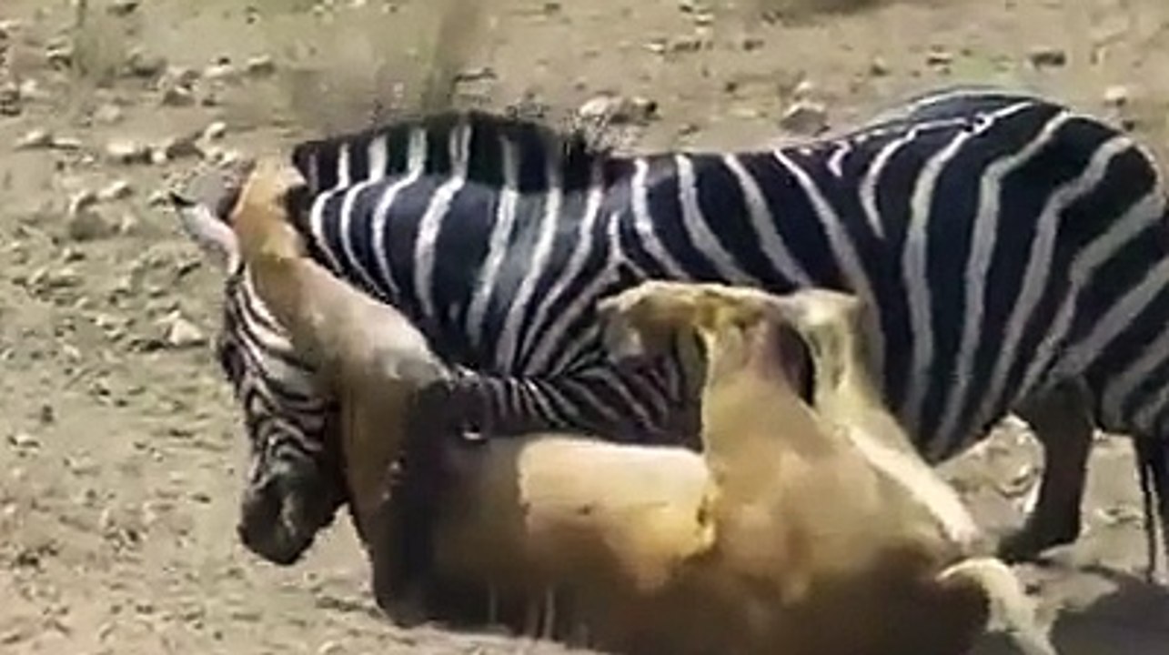 lion is preying for zebra