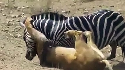 lion is preying for zebra