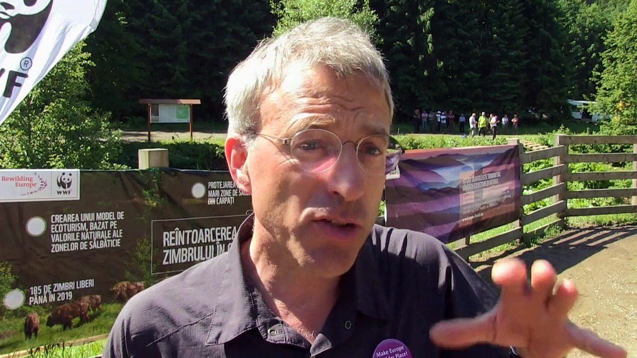 Roumanie: des bisons goûtent pour la première fois à la liberté