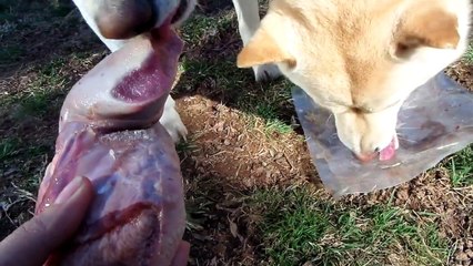 Raw Fed Dogs: Shiba Inus eating calf tongue