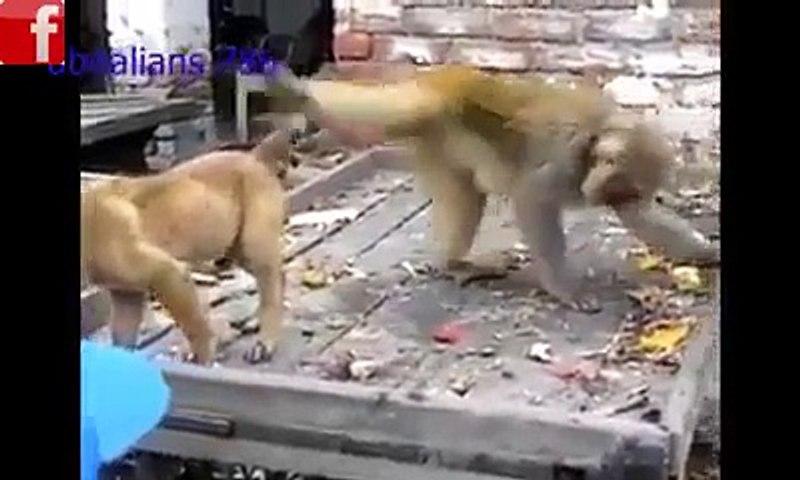 monkey vs dog - video Dailymotion