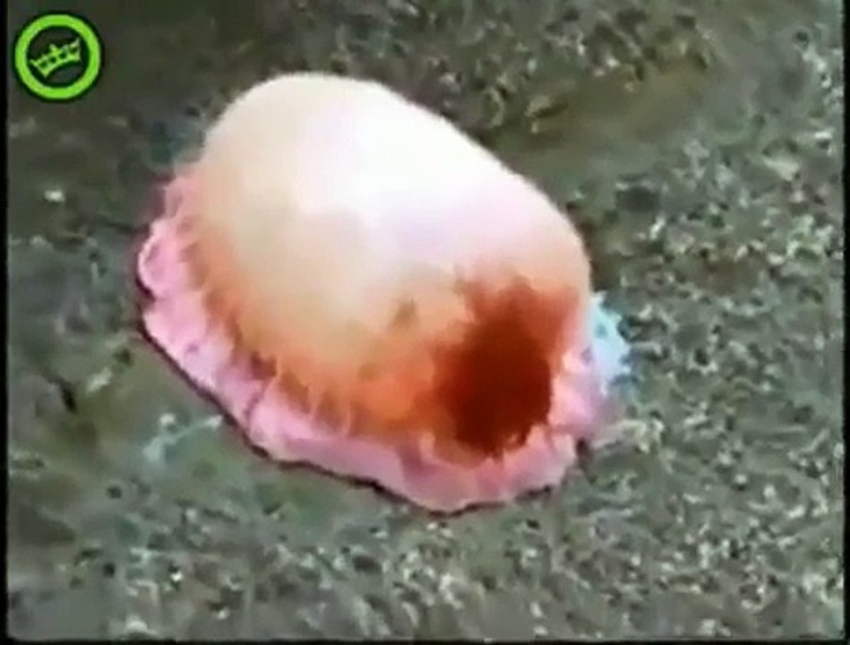 【衝撃映像】海岸で発見した謎の水生生物にコーラをかけてみた