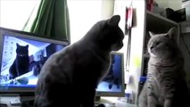 Cats Playing Patty Cake with Voice Over. Funniest Cat Video.