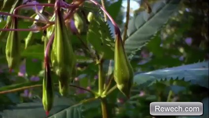 نباتات تفجر نفسها مثل الألعاب النارية