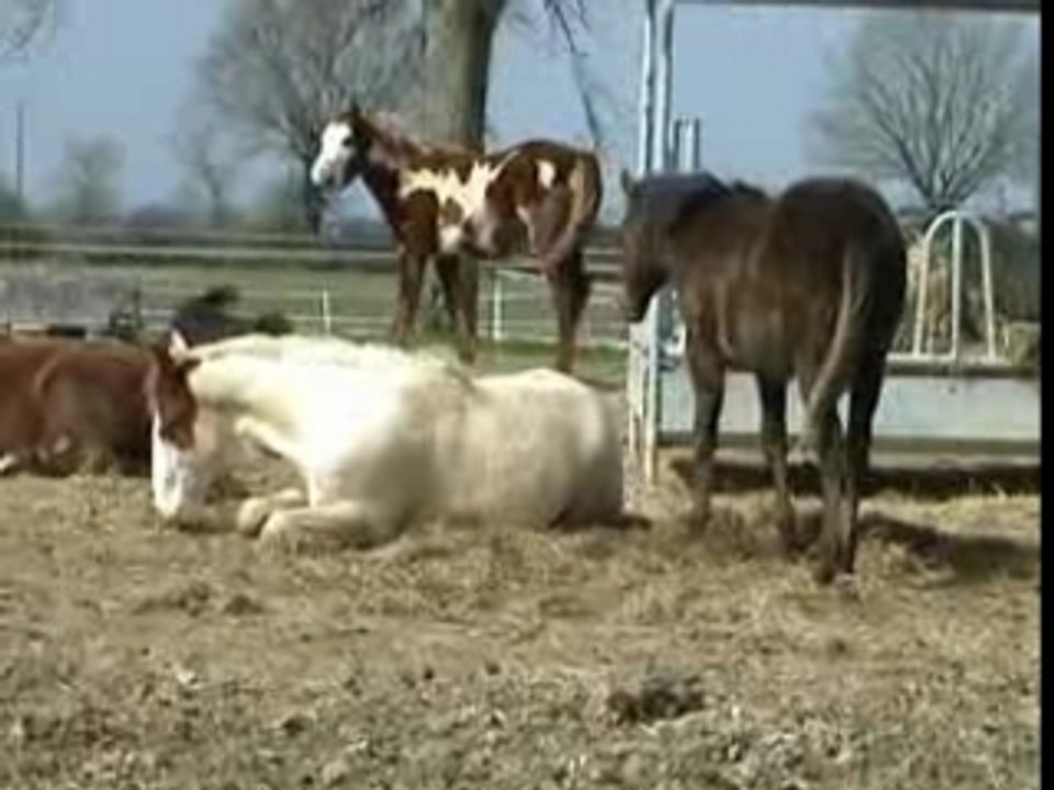 Males sieste mars 07