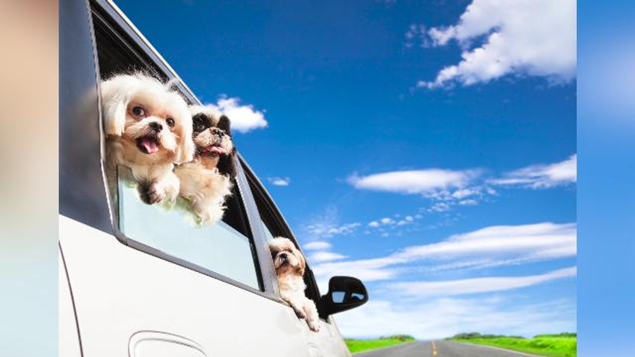 Tips for traveling with pets