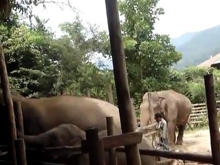 Chiang Mai Elephant Nature Park