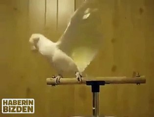 Look at what he does this parrot