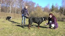 'Leave it' from dogs and people- clicker dog training