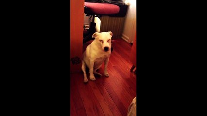 Un chien coupable essaye de s'éclipser