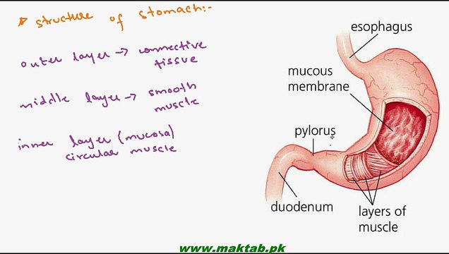 FSc Biology Book1, CH 12, LEC 12; Human Digestive System- Digestion in Stomach