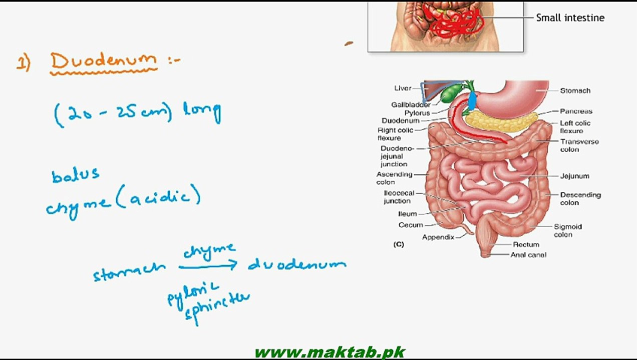 FSc Biology Book1, CH 12, LEC 13; Human Digestive System- Digestion in Small Intestine