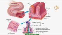 FSc Biology Book1, CH 12, LEC 14; Human Digestive System- Absorption of Food