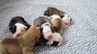 The Welcome To Wine Country Australian Bulldog Puppies Litter ( 1 Week old )