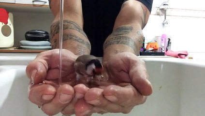 Adorable : un oiseau prend son bain dans le lavabo