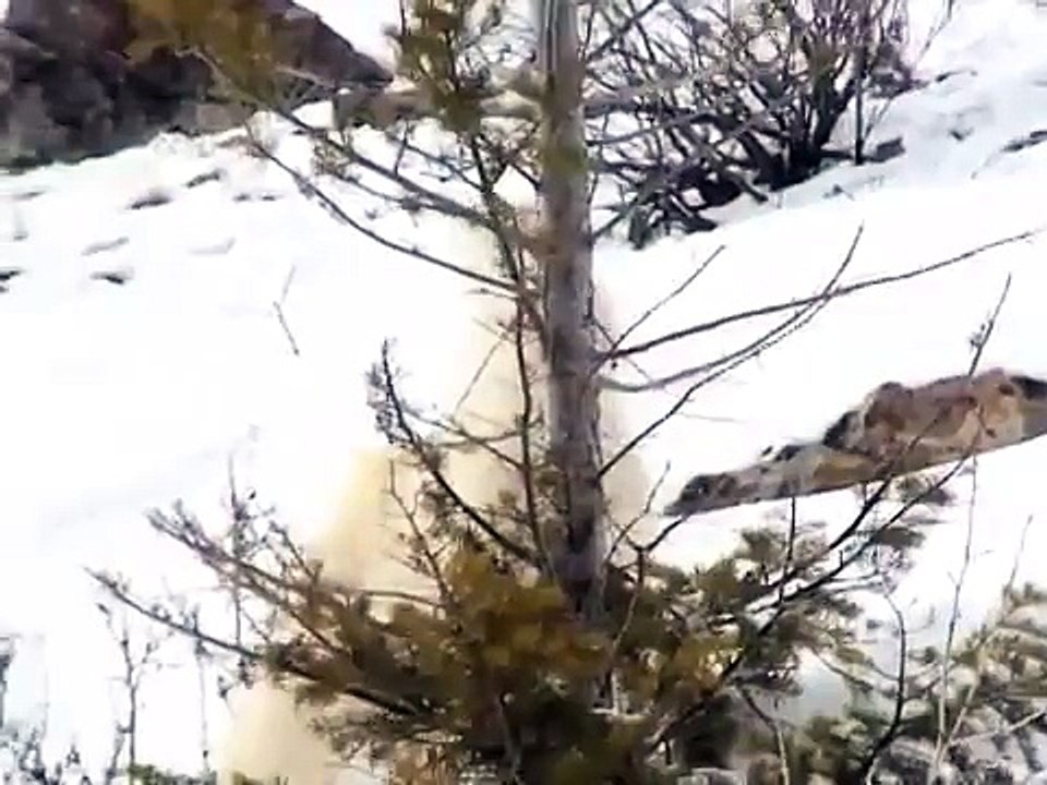 Mountain Goat eating spruce tree