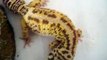 Feeding my leopard gecko beetles (and shout out)