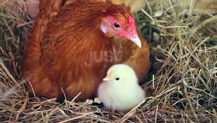 Here's to ALL mothers