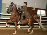 A Kiss Farr You, American Saddlebred Country Pleasure Horse for sale  SOLD