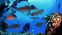 ʬ National Geographic - Sharks of Lost Island - Discovery/Wildlife/Nature Documentary YouT